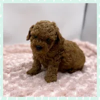 Gizmo, a male Poodle - Toy  for sale in Pontiac, MI – Photo 1 of 4