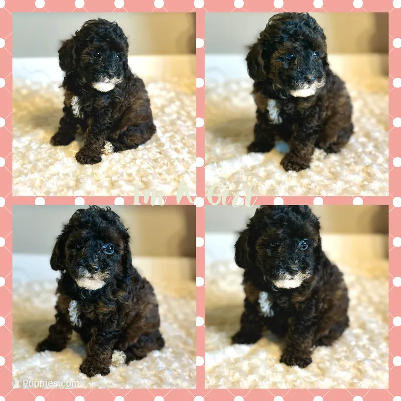 Gigi – Poodle - Toy  puppy for sale in Pontiac, MI