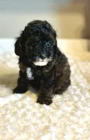 Jazzy , a female Poodle - Toy  for sale in Pontiac, MI – 3 of 9