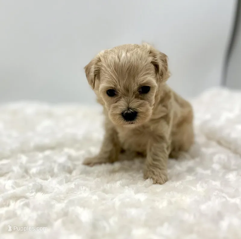 Max, a male Maltipoo for sale in Pontiac, MI – Photo 1 of 2