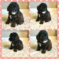 Jazzy , a female Poodle - Toy  for sale in Pontiac, MI – 2 of 9