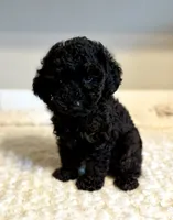 Toby on hold, a male Poodle - Toy  for sale in Pontiac, MI – 3 of 8