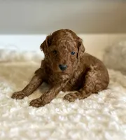 Rusty, a male Poodle - Toy  for sale in Pontiac, MI – 2 of 5