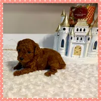 Rosie, a female Poodle - Toy  for sale in Pontiac, MI – 3 of 3