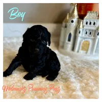 Toby , a female Poodle - Toy  for sale in Pontiac, MI – 3 of 4