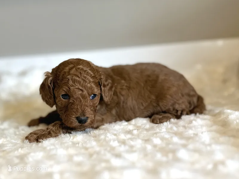 Gizmo – Poodle - Toy  puppy for sale in Pontiac, MI