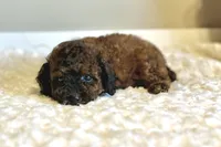 Teddy, a male Poodle - Toy  for sale in Pontiac, MI – 8 of 9