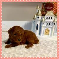 Rosie, a female Poodle - Toy  for sale in Pontiac, MI – 2 of 3