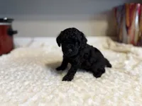 Gracie, a female Poodle - Toy  for sale in Pontiac, MI – 4 of 5