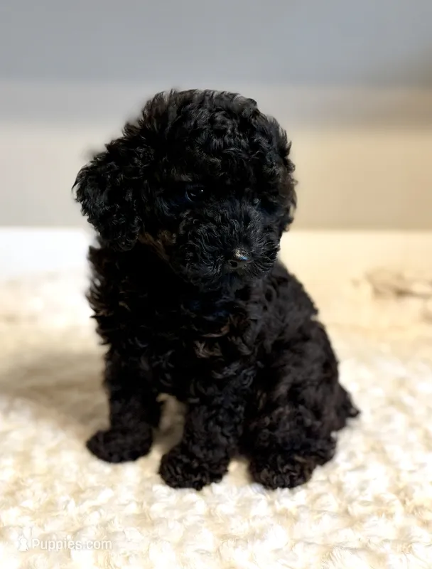 Toby  – Poodle - Toy  puppy for sale in Pontiac, MI