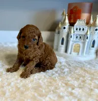 Ruby, a female Poodle - Toy  for sale in Pontiac, MI – 3 of 3