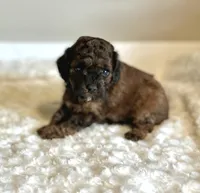 Leo , a male Poodle - Toy  for sale in Pontiac, MI – 3 of 5