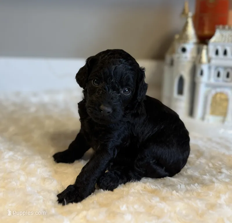 Bella – Poodle - Toy  puppy for sale in Pontiac, MI