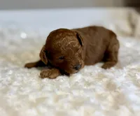 Rosie , a female Poodle - Toy  for sale in Pontiac, MI – 3 of 3