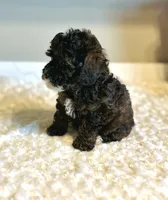 Jazzy , a female Poodle - Toy  for sale in Pontiac, MI – 7 of 9