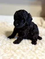 Toby, a male Poodle - Toy  for sale in Pontiac, MI – 2 of 5