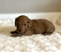 Gizmo, a male Poodle - Toy  for sale in Pontiac, MI – 3 of 5