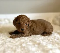 Gizmo, a male Poodle - Toy  for sale in Pontiac, MI – 5 of 5