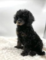 Teddy, a male Poodle - Toy  for sale in Pontiac, MI – Photo 2 of 6