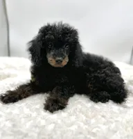 Teddy, a male Poodle - Toy  for sale in Pontiac, MI – Photo 4 of 6