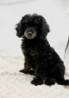 Teddy, a male Poodle - Toy  for sale in Pontiac, MI – Photo 3 of 6