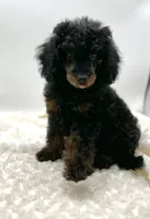 Teddy, a male Poodle - Toy  for sale in Pontiac, MI – Photo 6 of 6