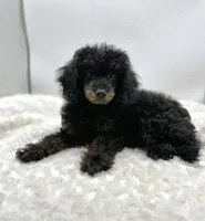 Teddy, a male Poodle - Toy  for sale in Pontiac, MI – Photo 5 of 6