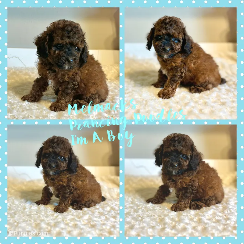 Teddy – Poodle - Toy  puppy for sale in Pontiac, MI