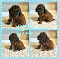 Teddy, a male Poodle - Toy  for sale in Pontiac, MI – 1 of 9