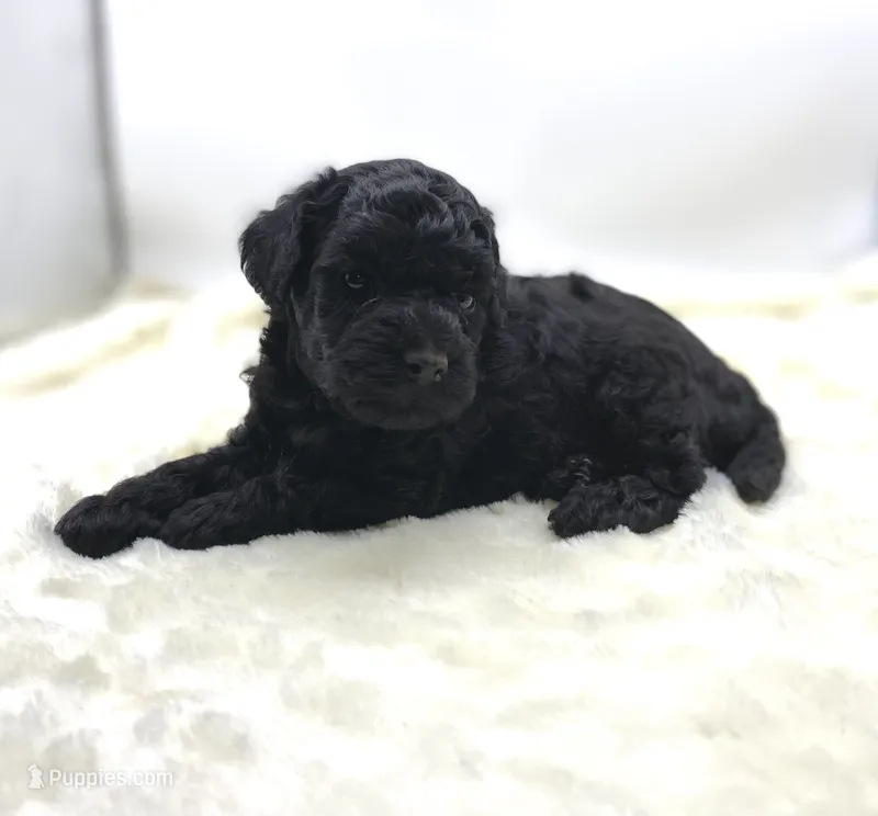 Toby  – Poodle - Toy  puppy for sale in Pontiac, MI