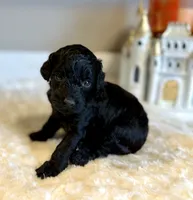 Bella, a female Poodle - Toy  for sale in Pontiac, MI – 4 of 4