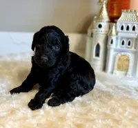 Bella, a female Poodle - Toy  for sale in Pontiac, MI – 3 of 4