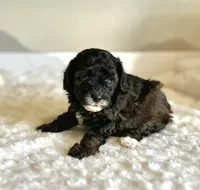 Gigi, a female Poodle - Toy  for sale in Pontiac, MI – 5 of 5