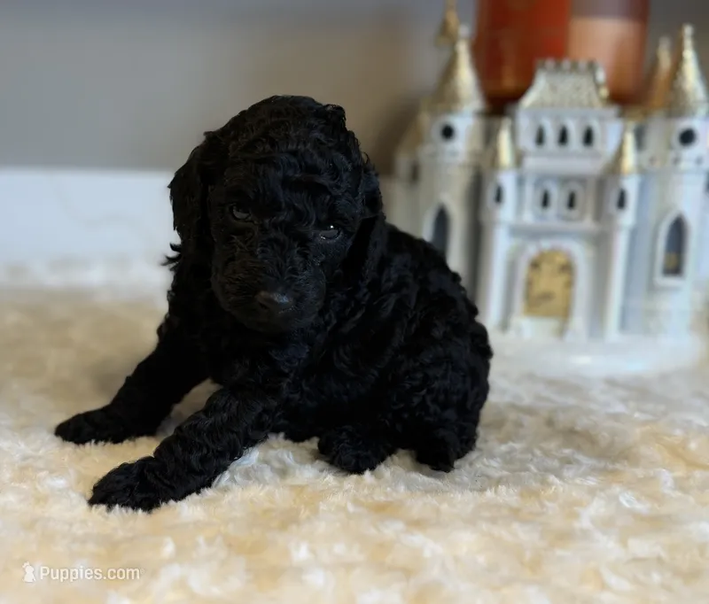 Gracie – Poodle - Toy  puppy for sale in Pontiac, MI