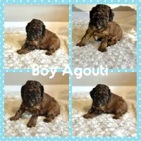 Teddy, a male Poodle - Toy  for sale in Pontiac, MI – 6 of 6