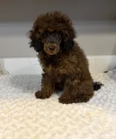 Zoe, a female Poodle - Toy  for sale in Pontiac, MI – 2 of 4