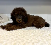 Zoe, a female Poodle - Toy  for sale in Pontiac, MI – 3 of 4