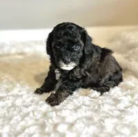 Gigi, a female Poodle - Toy  for sale in Pontiac, MI – 3 of 5