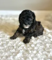 Gigi, a female Poodle - Toy  for sale in Pontiac, MI – 2 of 5