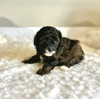 Gigi, a female Poodle - Toy  for sale in Pontiac, MI – 4 of 5