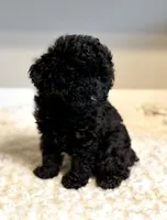Toby on hold, a male Poodle - Toy  for sale in Pontiac, MI – 8 of 8