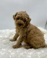 Benji, a male Poodle - Toy  for sale in Pontiac, MI – Photo 2 of 4