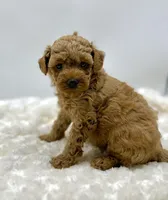 Benji, a male Poodle - Toy  for sale in Pontiac, MI – Photo 3 of 4