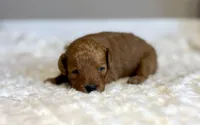 Gracie, a female Poodle - Toy  for sale in Pontiac, MI – 2 of 5