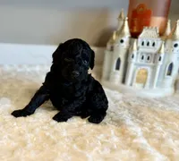 Toby , a female Poodle - Toy  for sale in Pontiac, MI – 4 of 4