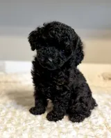 Toby on hold, a male Poodle - Toy  for sale in Pontiac, MI – 2 of 8