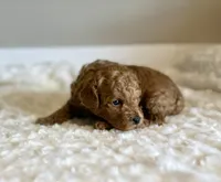 Teddy, a male Poodle - Toy  for sale in Pontiac, MI – 4 of 8