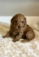 Teddy, a male Poodle - Toy  for sale in Pontiac, MI – 2 of 8