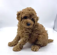 Joey, a male Poodle - Toy  for sale in Pontiac, MI – Photo 4 of 4