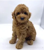 Joey, a male Poodle - Toy  for sale in Pontiac, MI – Photo 3 of 4